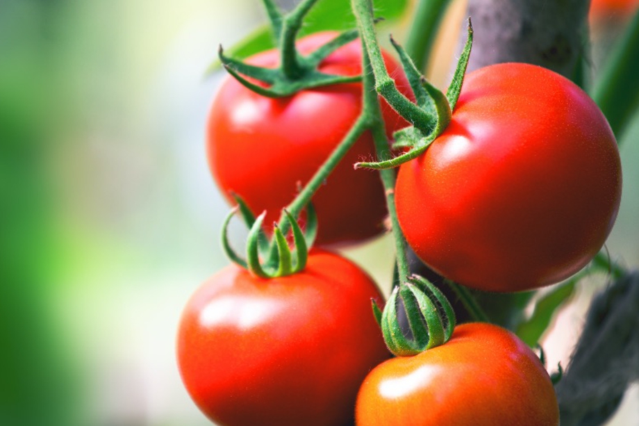 Los tomates de la nueva generación: frescos, inocuos y 4.0