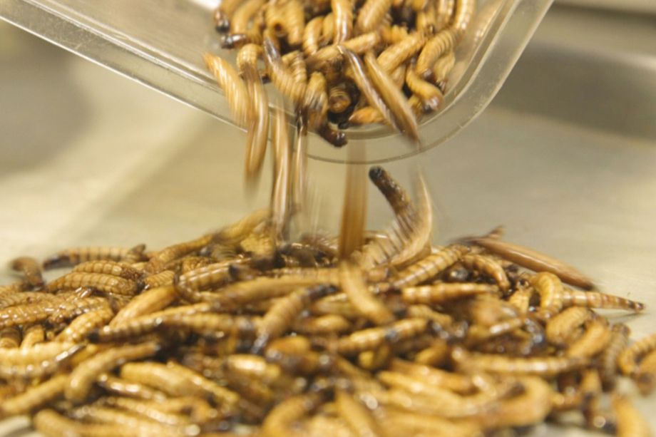 Análisis del sector de los insectos comestibles en Costa Rica
