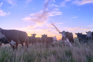 Ganadería bovina y cambio climático en las Américas: hacia modelos de desarrollo bajos en carbono