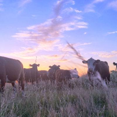 Ganadería bovina y cambio climático en las Américas: hacia modelos de desarrollo bajos en carbono