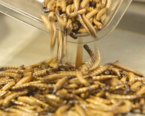 Análisis del sector de los insectos comestibles en Costa Rica