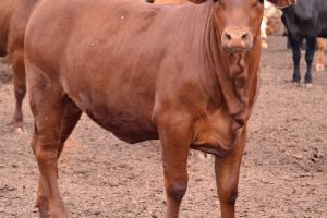Bienest.AR: herramienta estratégica para la evaluación de bienestar animal en la producción intensiva de carne bovina