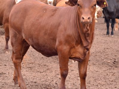 Bienest.AR: herramienta estratégica para la evaluación de bienestar animal en la producción intensiva de carne bovina