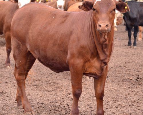 Bienest.AR: herramienta estratégica para la evaluación de bienestar animal en la producción intensiva de carne bovina