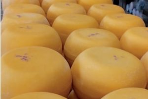 Ingrassi S.R.L. Potencia la protección de los productos lácteoscon Natacid y Fungicid