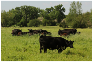 Radiografía ambiental de un establecimiento agropecuario bonaerense