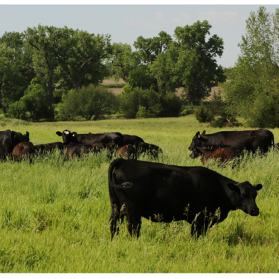 Radiografía ambiental de un establecimiento agropecuario bonaerense