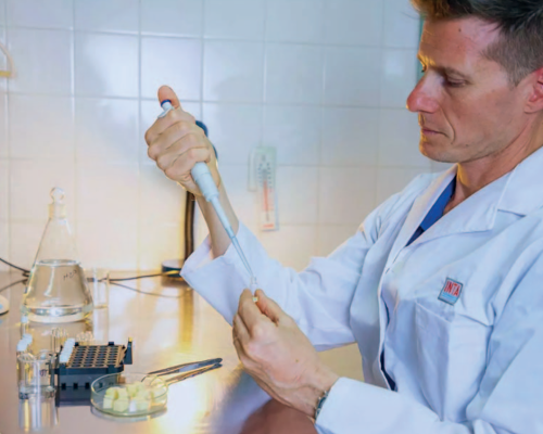 Innovación del INTA para mejorar la nutrición: chips de mozzarella