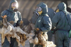La vacunación contra la influenza aviar no debe ser una barrera para el comercio seguro