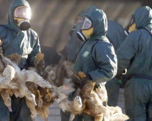 La vacunación contra la influenza aviar no debe ser una barrera para el comercio seguro