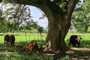 La FAUBA desarrolló un sello de bienestar animal