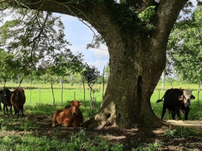 La FAUBA desarrolló un sello de bienestar animal