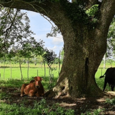 La FAUBA desarrolló un sello de bienestar animal