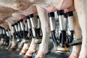 El INTA avanza en el desarrollo de una vacuna para la mastitis bovina