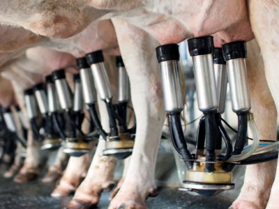 El INTA avanza en el desarrollo de una vacuna para la mastitis bovina