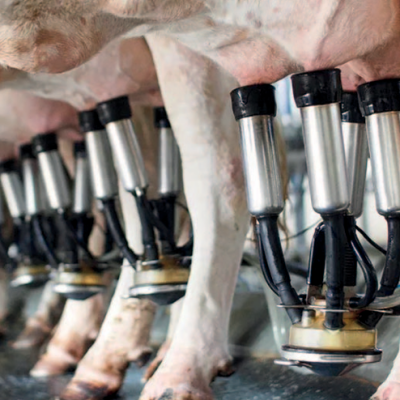 El INTA avanza en el desarrollo de una vacuna para la mastitis bovina