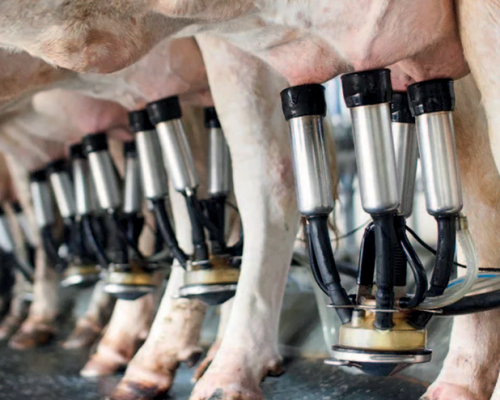 El INTA avanza en el desarrollo de una vacuna para la mastitis bovina