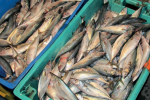 Diseño factorial completo y análisis de efectos principales aplicado al estudio del lavado en la elaboración de surimi de caballa de talla reducida