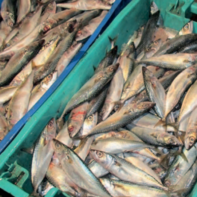 Diseño factorial completo y análisis de efectos principales aplicado al estudio del lavado en la elaboración de surimi de caballa de talla reducida