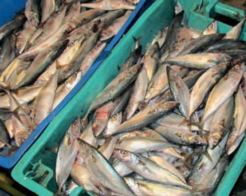 Diseño factorial completo y análisis de efectos principales aplicado al estudio del lavado en la elaboración de surimi de caballa de talla reducida