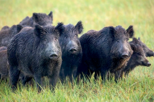 Reapareció la Peste Porcina Africana en España