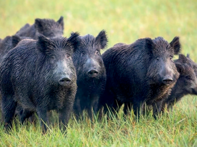 Reapareció la Peste Porcina Africana en España