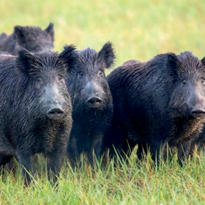 Reapareció la Peste Porcina Africana en España