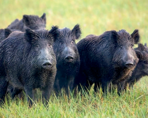 Reapareció la Peste Porcina Africana en España