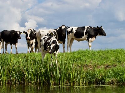 Posición de la ganadería de las Américas ante la COP 28