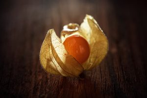 Physalis peruviana, una fruta andina con proyección mundial