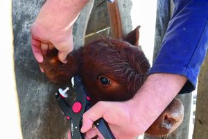 Identificación animal y su relación con la tipificación de la carne