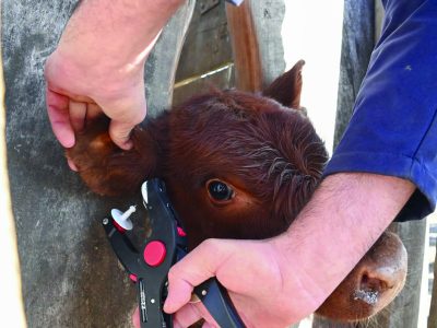 Identificación animal y su relación con la tipificación de la carne