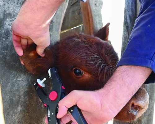 Identificación animal y su relación con la tipificación de la carne