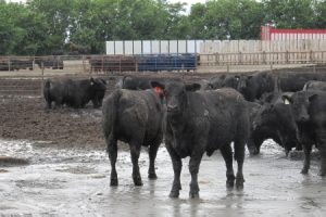 Contribución del bienestar animal a la calidad de la carne vacuna